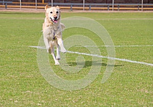 Happy golden retriever running on a sporting field