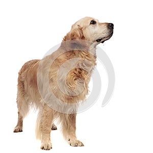 Happy golden retriever standing and looking up to side