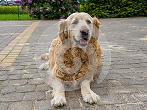 Happy golden retriver near the house