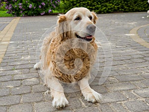 Happy golden retriver near the house