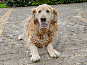 Happy golden retriver near the house