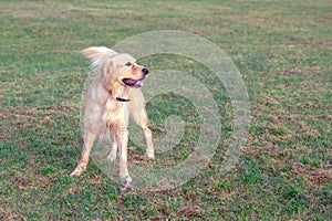 Happy golden retriver running on meadow.he plays and jumps on the grass in the evening