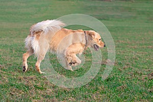 Happy golden retriver running on meadow.he plays and jumps on the grass in the evening