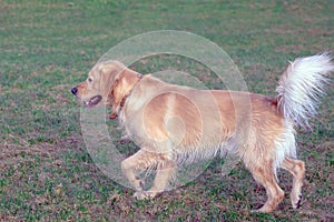 Happy golden retriver running on meadow.he plays and jumps on the grass in the evening