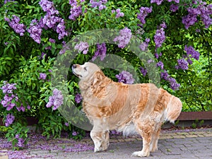 Happy golden retriver smelling flowers near the house