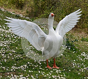 Happy goose flapping her wings