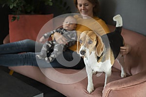 Happy grandmother,baby grandson and cute beagle dog on sofa