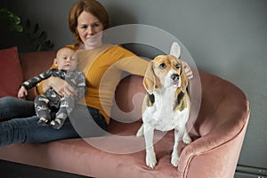 Happy grandmother,baby grandson and cute beagle dog on sofa