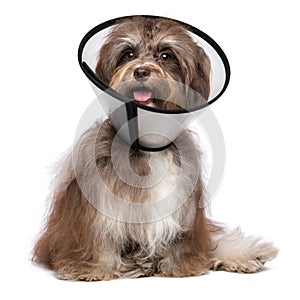 Happy grateful havanese dog is recovering and wearing a funnel c