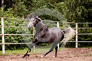 Happy gray horse running in paddock in summer