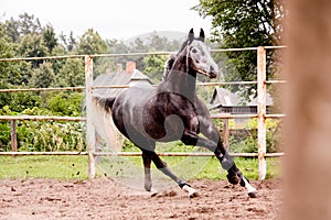 Happy gray horse running in paddock in summer