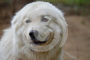 Happy Great Pyrenees big smile