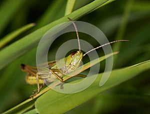 Happy Green Meadow Grasshopper - Chorthippus parallelus
