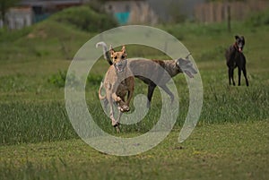 Happy greyhounds on a field in Argentina