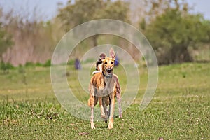 Happy greyhounds on a field in Argentina