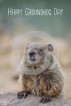 Feliz marmotas blanco marmotas 
