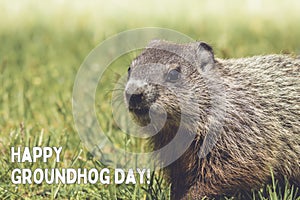 Happy Groundhog Day white text with adorable Groundhog