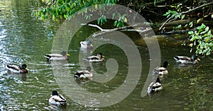 Happy Group of Mallards at Smiths pool