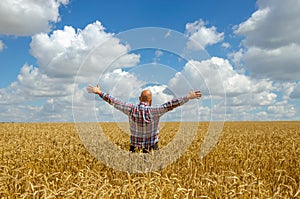 Happy hairless farmer with beard in ripe wheat field with handsup to a blue sky. great harvest.