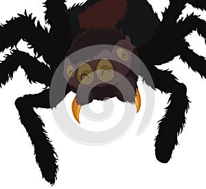 Happy and Hairy Spider Waiting its Prey from Above, Vector Illustration