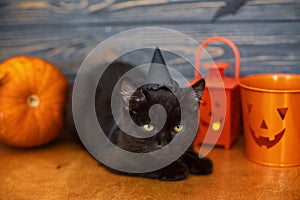 Happy Halloween. Black cat and pumpkin,  jack o lantern pail and bats on dark wooden background. Cute black kitten posing at