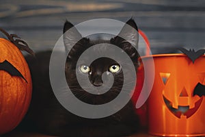 Happy Halloween.Black evil cat and pumpkin with bats on dark wooden background. Black emotional kitten posing at holidays