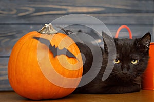 Happy Halloween.Black evil cat and pumpkin with bats on dark wooden background. Black emotional kitten posing at holidays