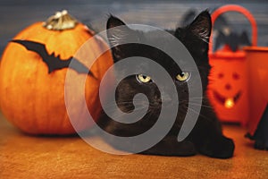 Happy Halloween. Black evil cat and pumpkin,  jack o lantern pail and bats on dark wooden background. Black emotional kitten