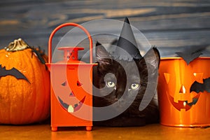 Happy Halloween. Black evil cat and pumpkin,  jack o lantern pail and bats on dark wooden background. Black emotional kitten