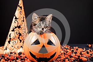 Happy Halloween card. A cat with wings sits in a bucket of pumpkin on a black background. Place for text.