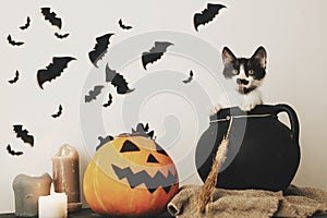 Happy Halloween concept. cute kitty sitting in witch cauldron wi