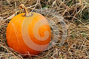 Happy Halloween County Pumpkin in Field