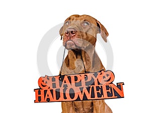 Happy Halloween. Lovable, pretty brown puppy. Close up