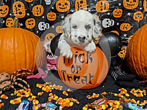 Happy Halloween Puppy
