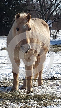 Happy Handsome Horse