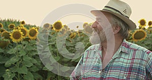 Happy handsome senior farmer looks around at camera in sunflower field at sunset