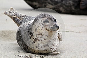 Happy Harbor Seal