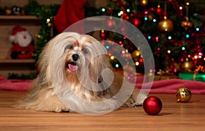 Happy Havanese dog in front of a Christmas tree