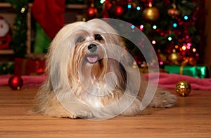 Happy Havanese dog is lying in front of a Christmas tree