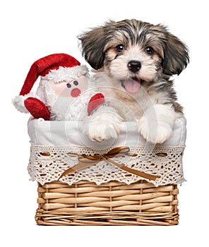 Happy Havanese puppy in a basket with a Santa plush toy