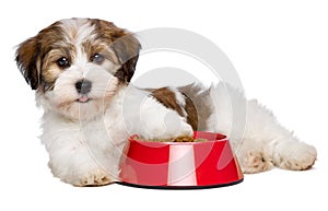 Happy Havanese puppy dog is lying beside a red bowl of dog food