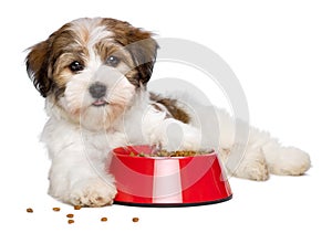 Happy Havanese puppy dog is lying beside a red bowl of dog food