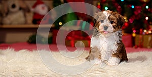 Happy Havanese puppy in front of a Christmas backgroud