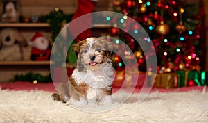 Happy Havanese puppy in front of Christmas background