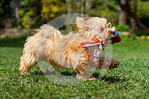 Happy havanese puppy running with her toy in a garden