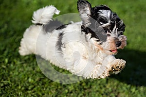 Happy havanese puppy is running and jumping towards camera