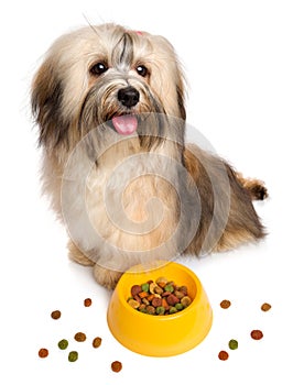 Happy Havanese puppy is sitting next to her favorite dry food