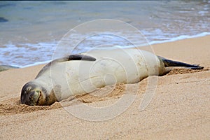 Happy Hawaiian Monk Seal