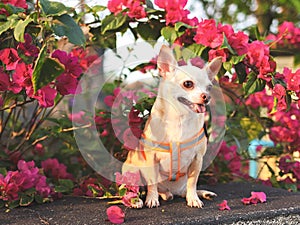 happy and healthy brown Chihiahua dog sitting with pink Bougainvillea flowers with morning sunlight