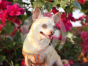 happy and healthy brown Chihiahua dog sitting with pink Bougainvillea flowers with morning sunlight